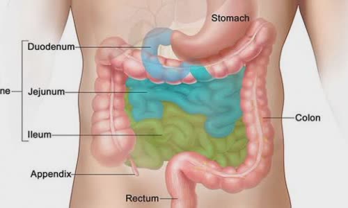 What is the Appendix?