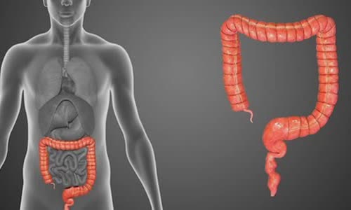 what-is-the-appendix