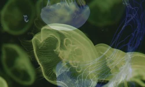 What is the difference between venom, toxins and toxins?