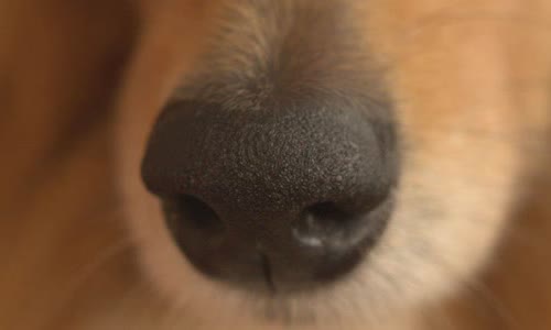 What is the most popular dog name?