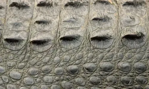 what-is-trypophobia