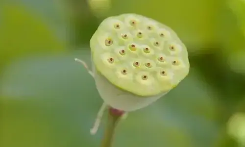 what-is-trypophobia