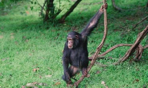 why-do-chimps-throw-poop