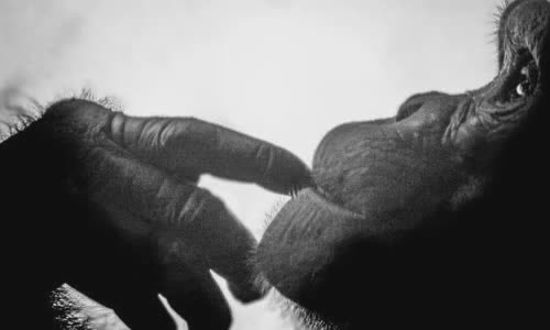 why-do-chimps-throw-poop