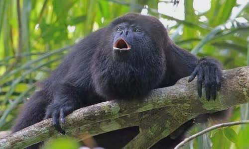 why-do-chimps-throw-poop