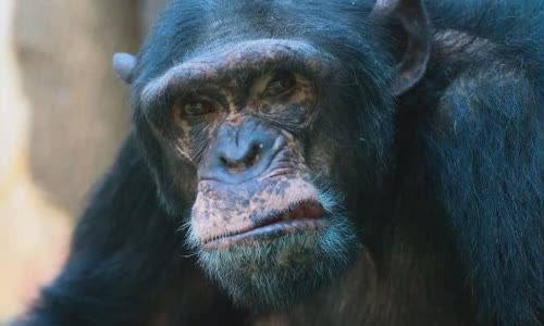 why-do-chimps-throw-poop