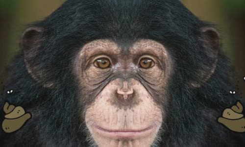 Why do chimps throw Poop?