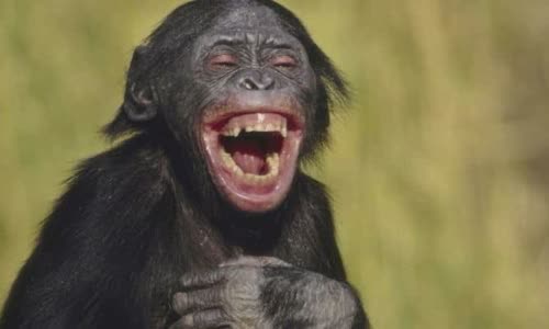 why-do-chimps-throw-poop