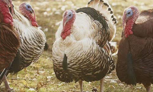 why-do-we-eat-turkey-on-christmas-day