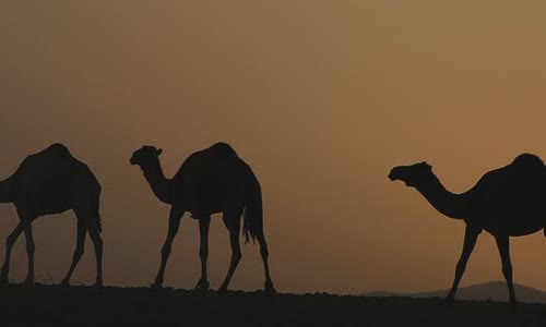 why-does-camel-have-tumors