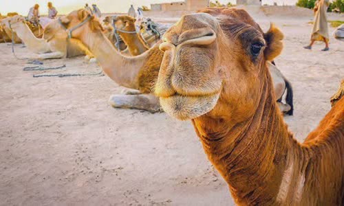 why-does-camel-have-tumors