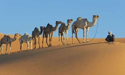 why-does-camel-have-tumors