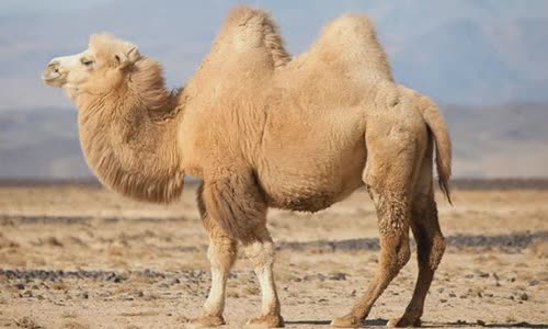 why-does-camel-have-tumors