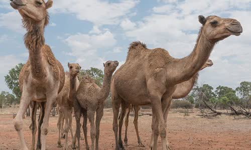 why-does-camel-have-tumors