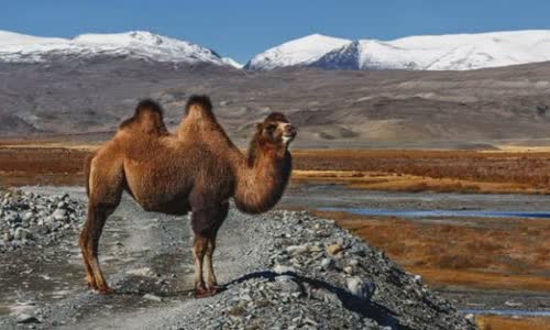 Why does camel have tumors?