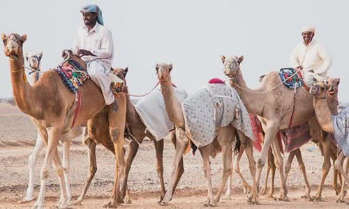 why-does-camel-have-tumors