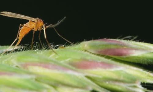 Why is there too much Midges in Scotland?