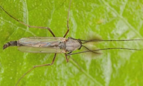 why-is-there-too-much-midges-in-scotland