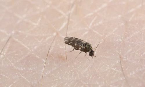 why-is-there-too-much-midges-in-scotland
