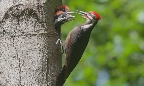 why-woodpecker-peck-wood
