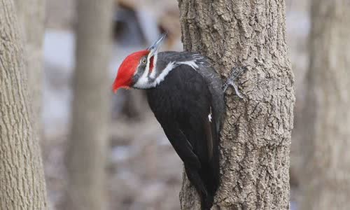 why-woodpecker-peck-wood
