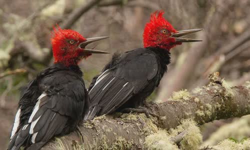 why-woodpecker-peck-wood