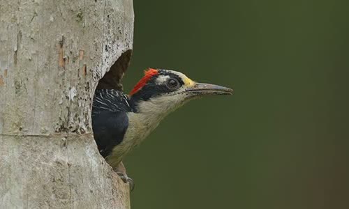 why-woodpecker-peck-wood
