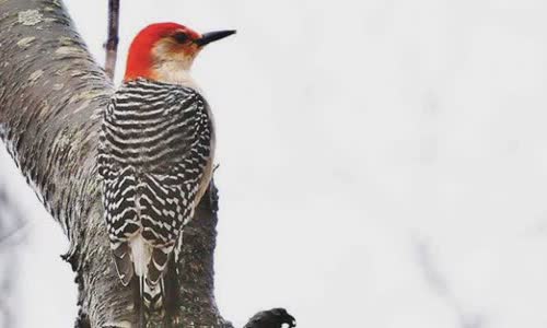 Why Woodpecker Peck Wood?