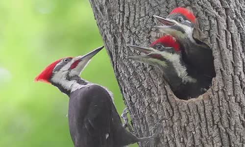 why-woodpecker-peck-wood