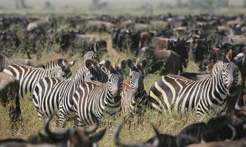 10-wild-truth-about-kenya