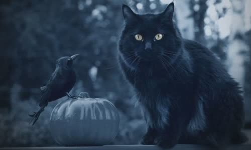 100-really-obsessed-halloween