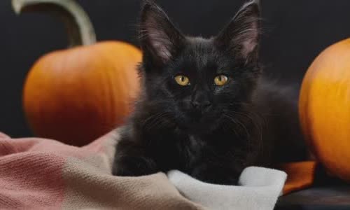 100-really-obsessed-halloween