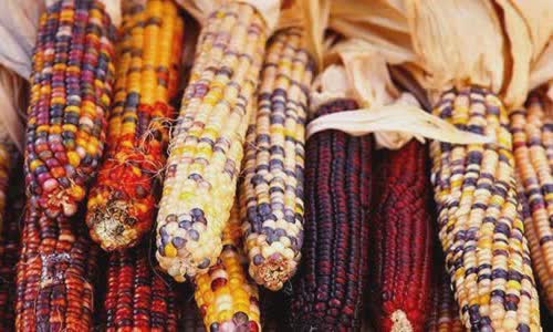 15-interesting-facts-about-thanksgiving-you-should-know