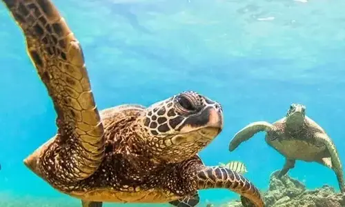 20-interesting-facts-about-hawaii