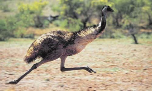 australias-great-emu-war-in-1932