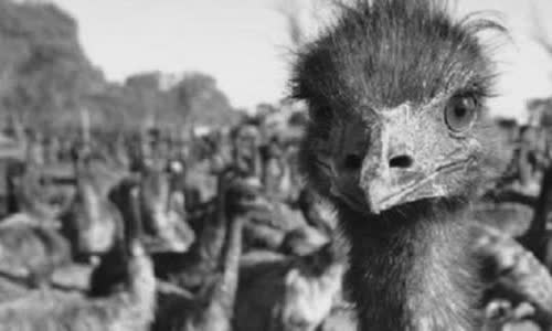 australias-great-emu-war-in-1932