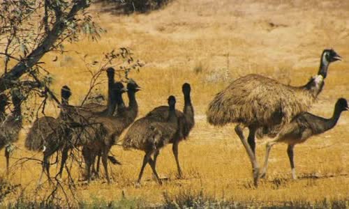 australias-great-emu-war-in-1932