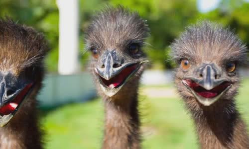 australias-great-emu-war-in-1932