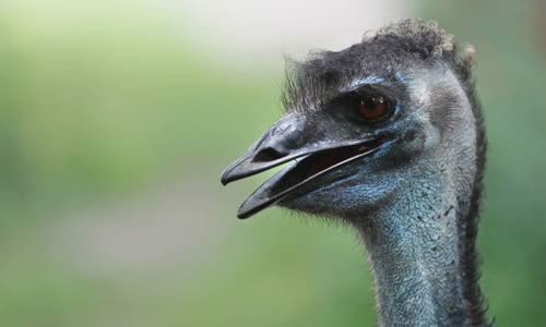 australias-great-emu-war-in-1932