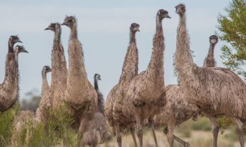 australias-great-emu-war-in-1932