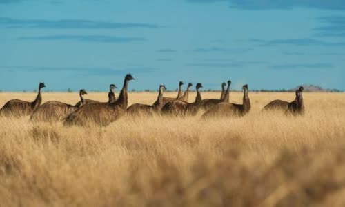 australias-great-emu-war-in-1932