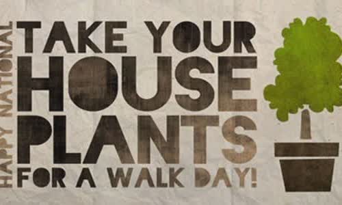 Bring plants in your home a day of walking |