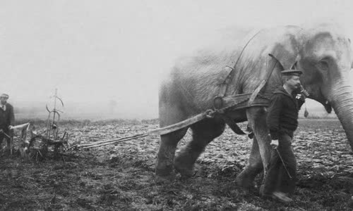 lizzie-the-elephant-sheffields-wwi-industrial-mascot