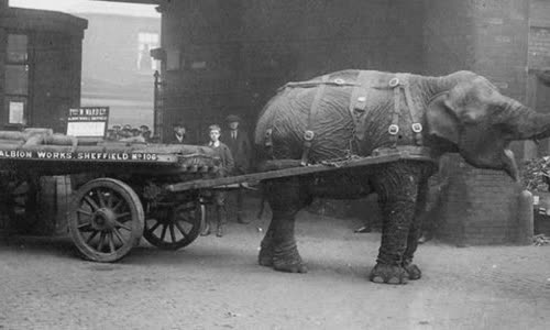 Lizzie the elephant, Sheffield's WWI industrial mascot
