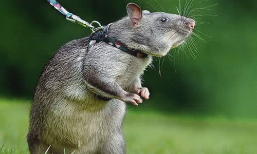 Mouse sniffer to detect mine