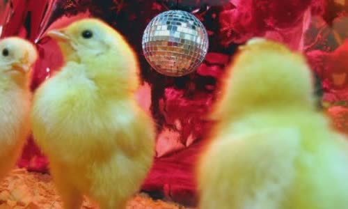 National dance as a chicken day |