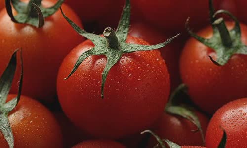 tomato-bizarre-salem-tests