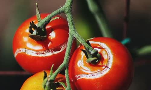 Tomato Bizarre Salem tests