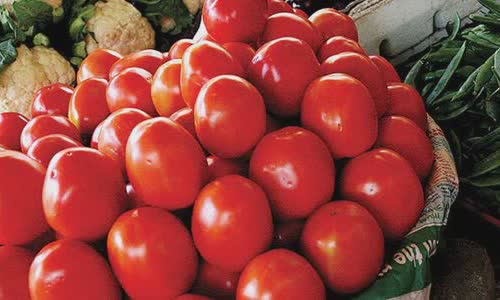 tomato-bizarre-salem-tests
