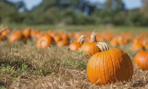 why-do-we-eat-pumpkin-pie-at-thanksgiving